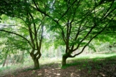 Naturnahes Traum-Anwesen für 2 Generationen – Ihre eigene Lichtung im Wald! 🌿🏡 - Waldimpressionen