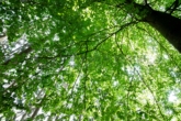 Verstecktes Juwel im Wald – Exklusives Traum-Anwesen für zwei Generationen - Waldimpressionen auf eigenem Grundstück